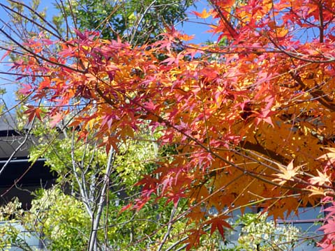 09Autumn-a.jpg