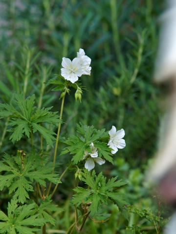110526f.jpg