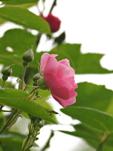 110531i.jpg
