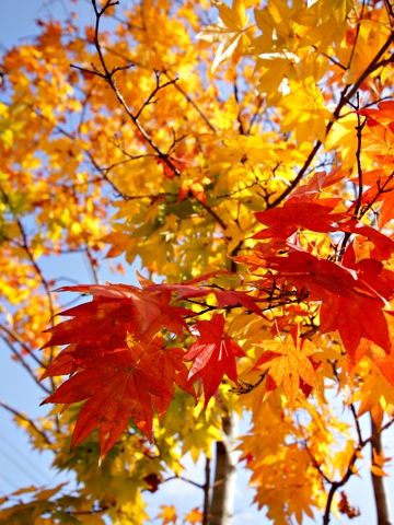 121109d.jpg