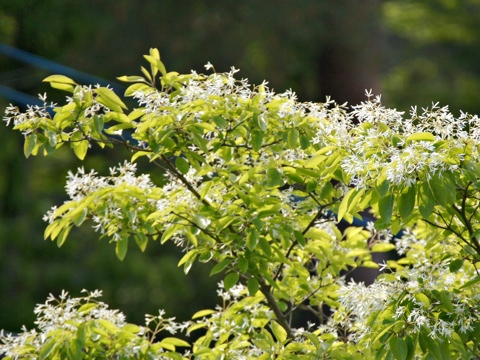 130523a.jpg