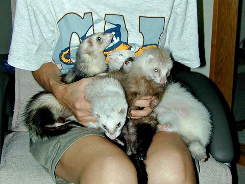 Ferrets-a.jpg