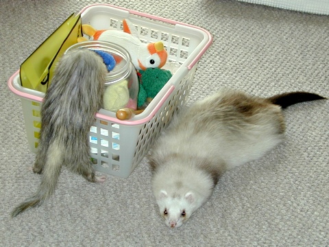 Ferrets-b.jpg