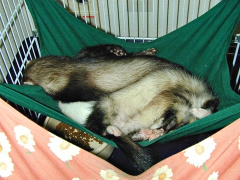Ferrets-d.jpg