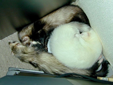 Ferrets-e.jpg