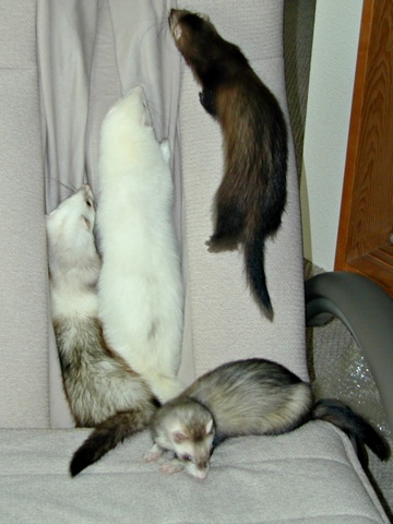 Ferrets-i.jpg