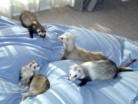 Ferrets-j.jpg