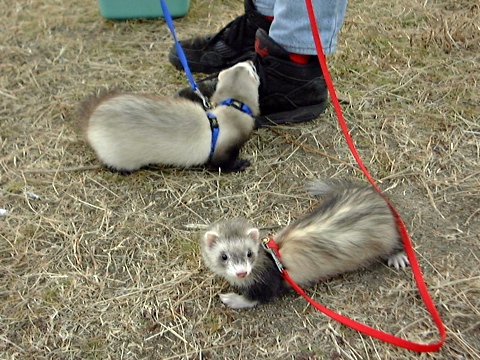Ferrets-k.jpg