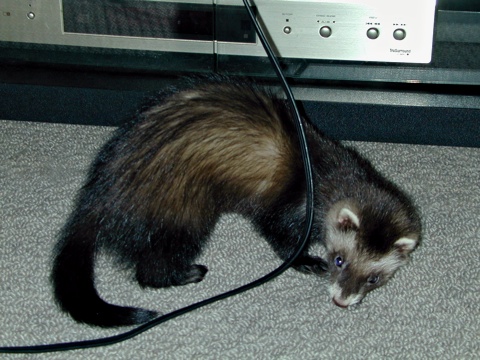 Mame-b.jpg