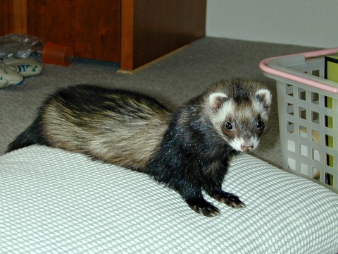 Mame-c.jpg