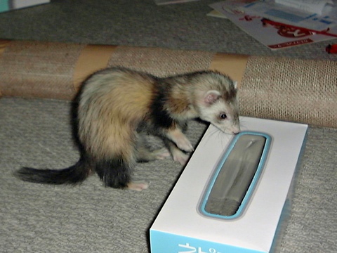 Miru-a.jpg