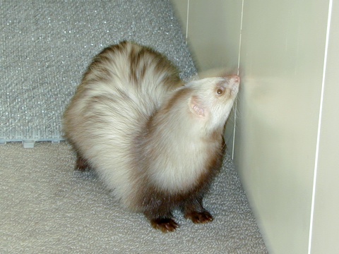 Moni-b.jpg