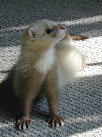Pibi-a.jpg
