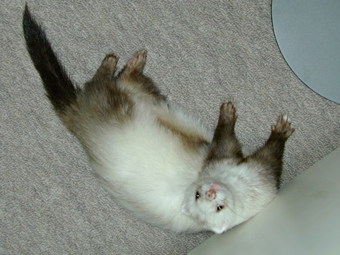 Pibi-c.jpg