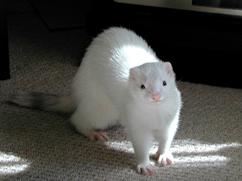 Puka-c.jpg